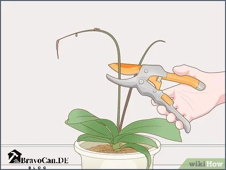 Orchideenstängel abschneiden Anleitung und Tipps Orchideenstängel abschneiden Anleitung und Tipps