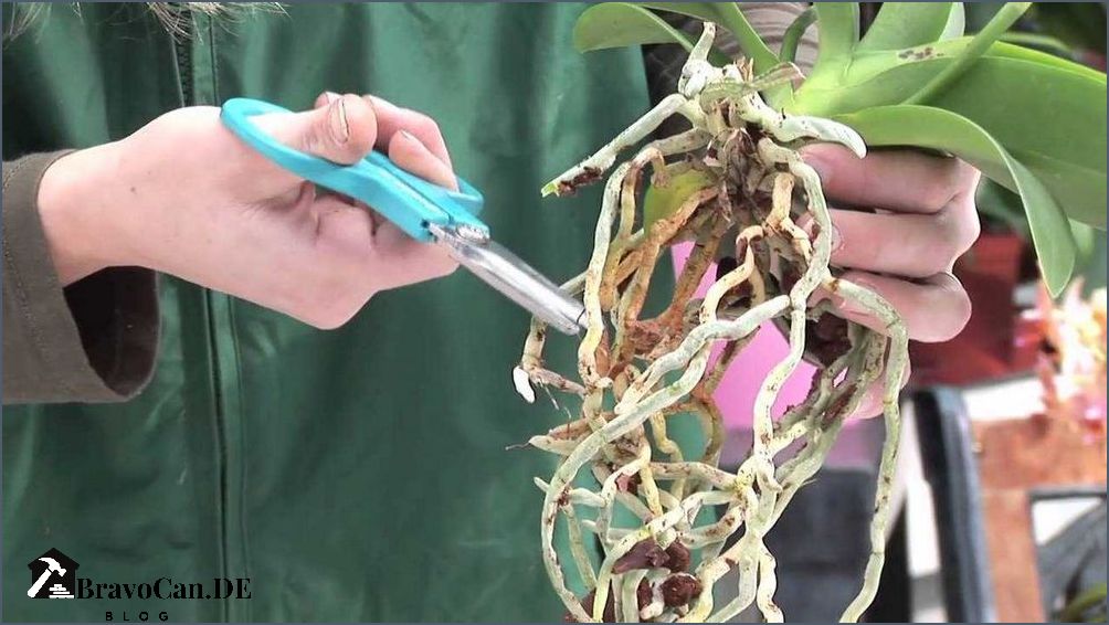 Orchideenstängel abschneiden Anleitung und Tipps Orchideenstängel abschneiden Anleitung und Tipps