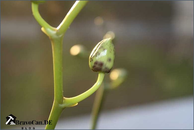 Orchideenstängel abschneiden Anleitung und Tipps Orchideenstängel abschneiden Anleitung und Tipps