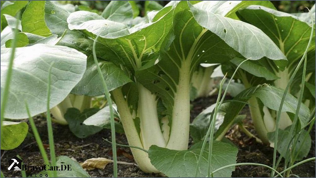 Pak Choi Welche Pflanzenart ist die richtige