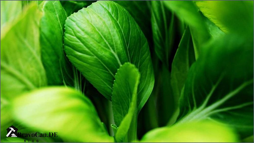 Pak Choi Welche Pflanzenart ist die richtige