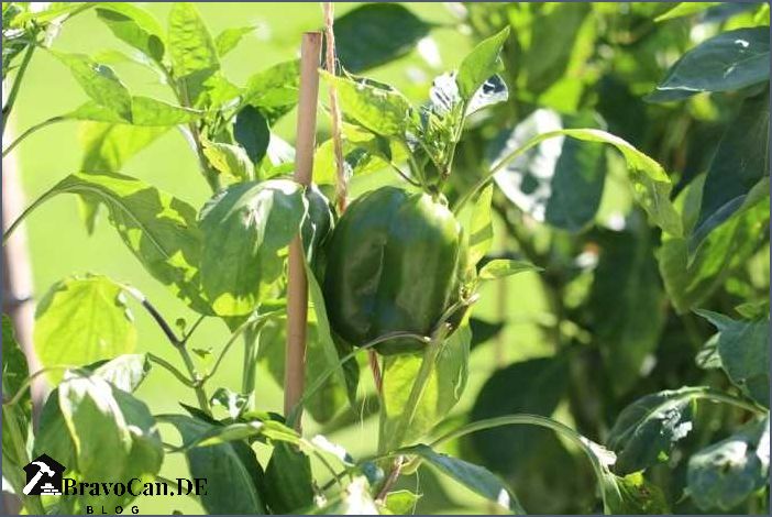 Paprika Blätter entfernen - Die einfache Methode