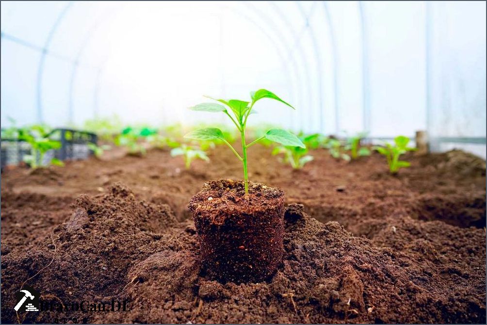 Paprika im Gewächshaus Tipps für den Anbau und die Pflege Paprika im Gewächshaus Tipps für den Anbau und die Pflege