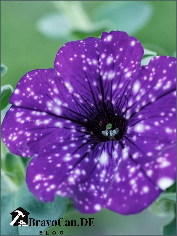 Petunie night sky - Erfahren Sie alles über diese atemberaubende Blumensorte
