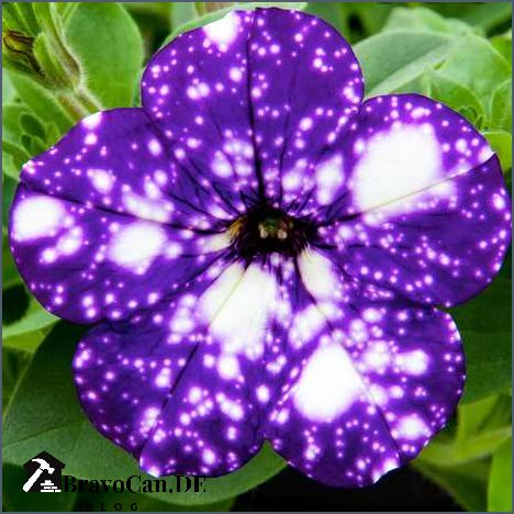 Petunie night sky - Erfahren Sie alles über diese atemberaubende Blumensorte
