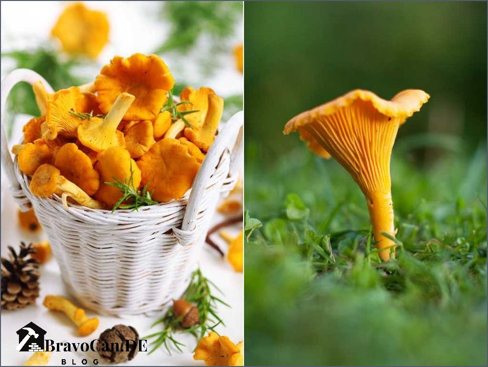 Pfifferling ähnliche Pilze Eine umfassende Übersicht Pfifferling ähnliche Pilze Eine umfassende Übersicht
