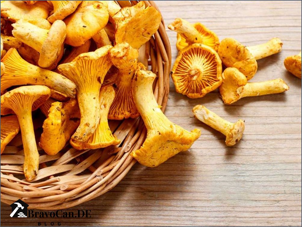 Pfifferling ähnliche Pilze Eine umfassende Übersicht Pfifferling ähnliche Pilze Eine umfassende Übersicht