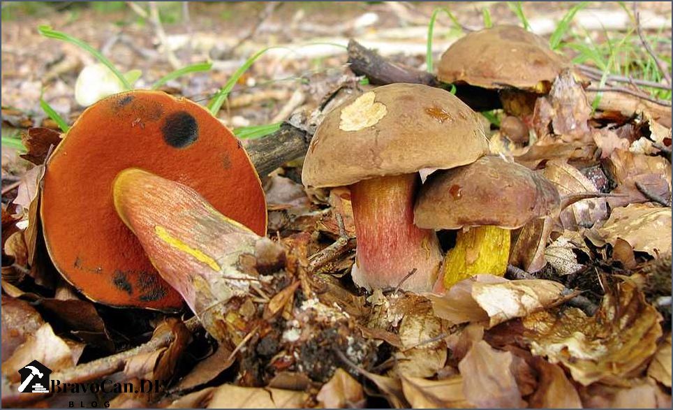Pfifferling ähnliche Pilze Eine umfassende Übersicht Pfifferling ähnliche Pilze Eine umfassende Übersicht