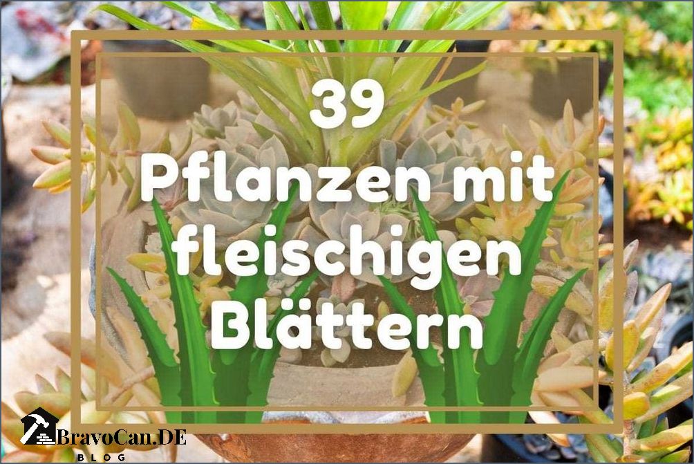 Pflanze Mit Fleischigen Blattern Kreuzwortratsel