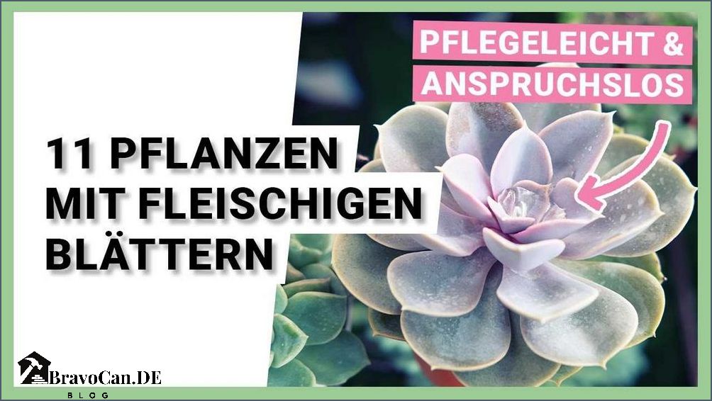 Pflanze Mit Fleischigen Blattern Kreuzwortratsel