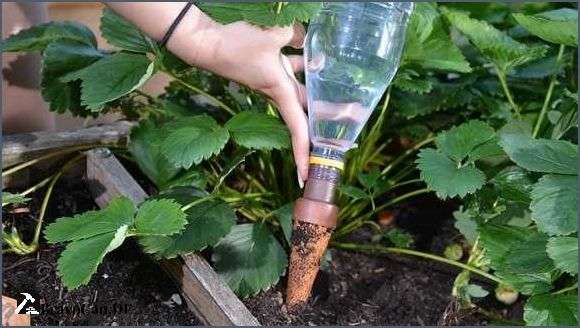 Pflanze mit Mineralwasser gießen - Tipps und Vorteile Pflanze mit Mineralwasser gießen - Tipps und Vorteile