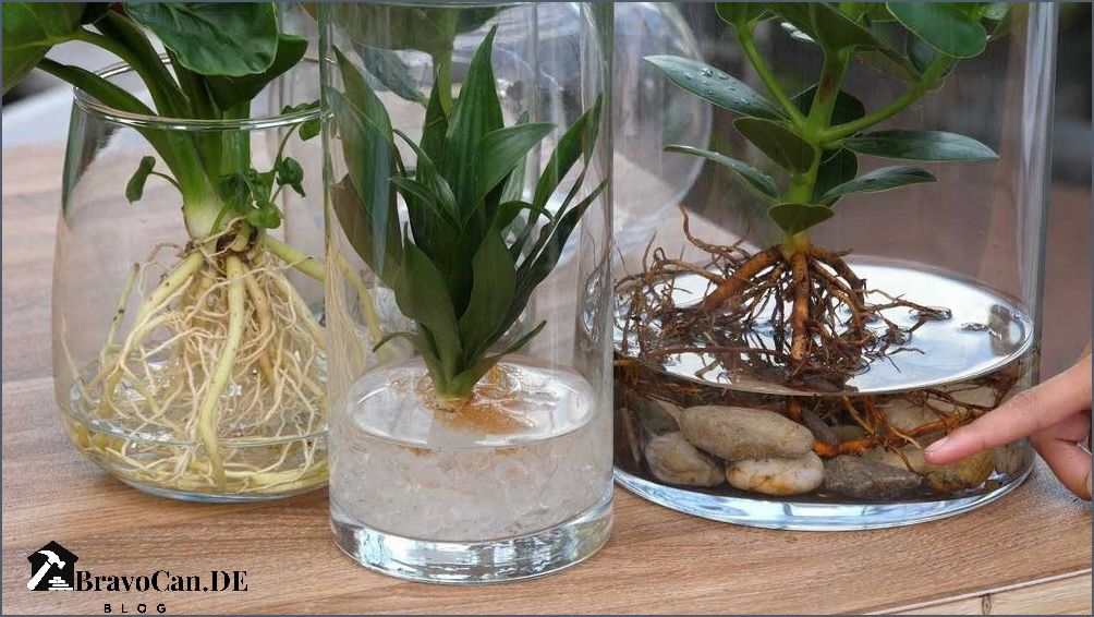Pflanzen im Glas ohne Erde Eine innovative und dekorative Lösung für die Zimmerpflanzenpflege Pflanzen im Glas ohne Erde Eine innovative und dekorative Lösung für die Zimmerpflanzenpflege