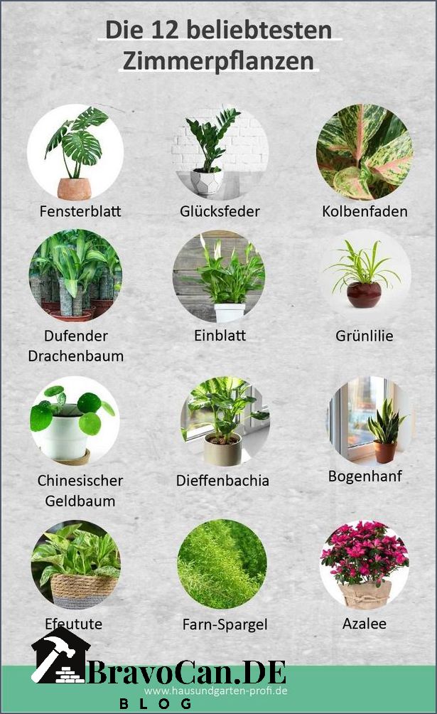 Pflanzen mit A Eine Übersicht über die beliebtesten Pflanzenarten Pflanzen mit A Eine Übersicht über die beliebtesten Pflanzenarten