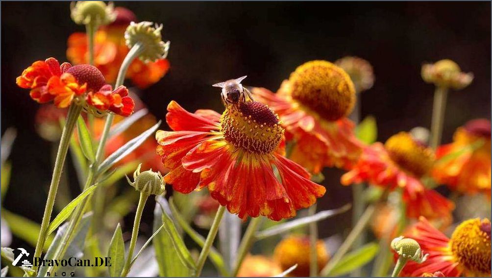 Pflanzen mit orangen Blüten Eine Farbenpracht für den Garten Pflanzen mit orangen Blüten Eine Farbenpracht für den Garten