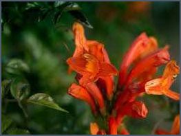 Pflanzen mit orangen Blüten Vielfalt und Schönheit für den Garten