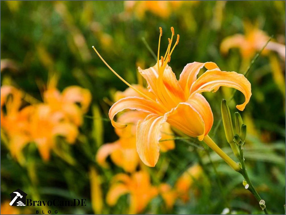 Pflanzen mit orangen Blüten Vielfalt und Schönheit für den Garten