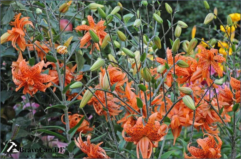 Pflanzen mit orangen Blüten Vielfalt und Schönheit für den Garten