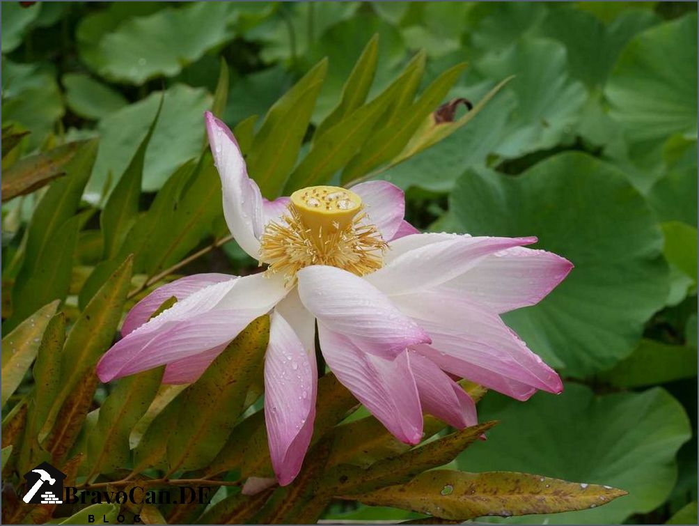 Pflanzen mit weißen Blüten Eine Übersicht der schönsten Sorten
