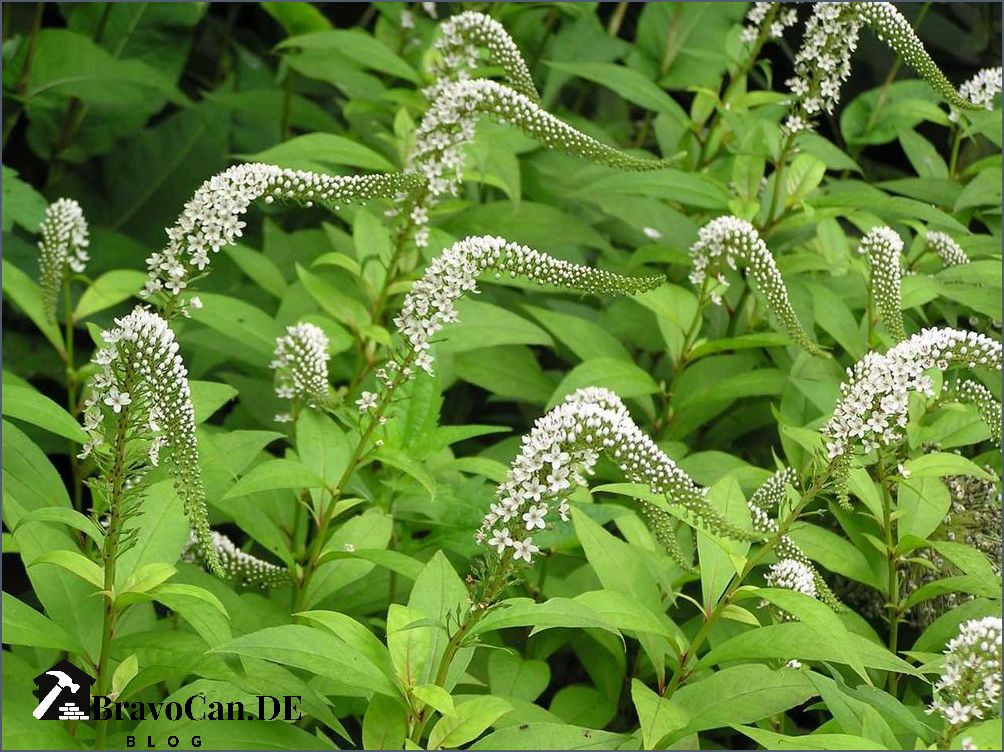 Pflanzen mit weißen Blüten Eine Übersicht der schönsten Sorten