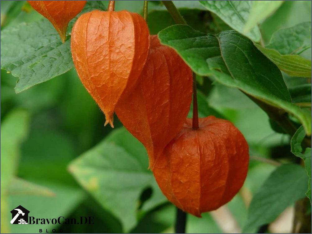 Physalis pflanzen Größe Tipps für das Anbauen von Physalis