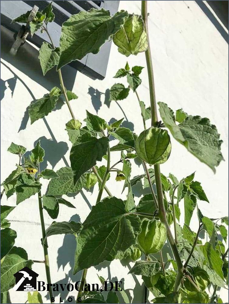 Physalis pflanzen Größe Tipps für das Anbauen von Physalis