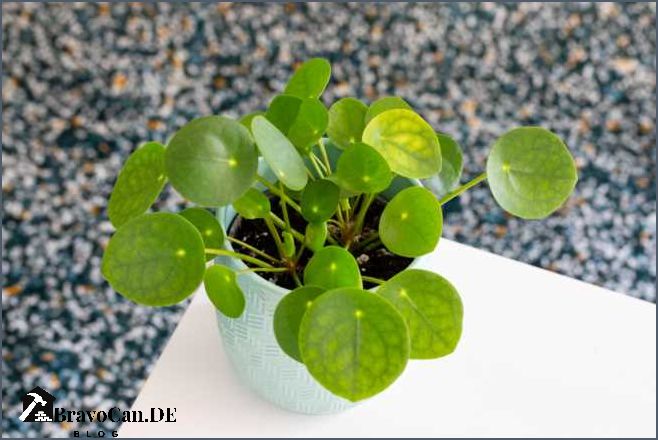 Pilea verliert Blätter Ursachen und Lösungen