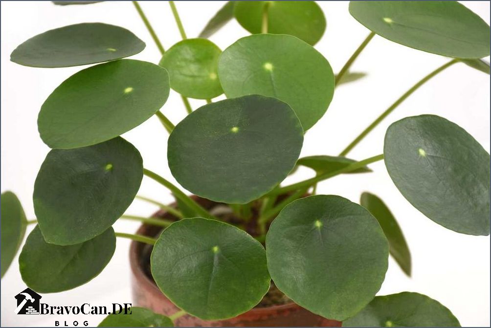 Pilea verliert Blätter Ursachen und Lösungen