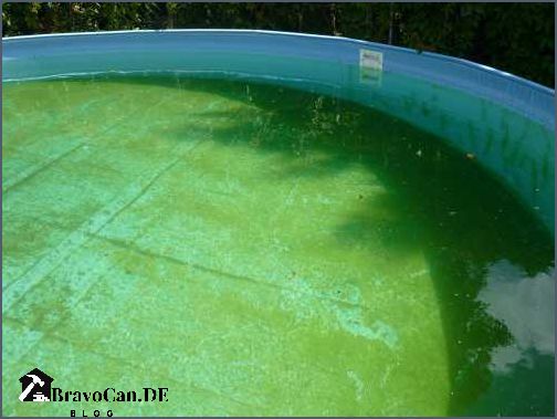 Pool Algen entfernen Effektive Methoden zur Poolreinigung