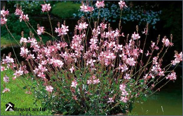 Prachtkerze im Kübel Pflege Standort und Tipps | Gartenexperte