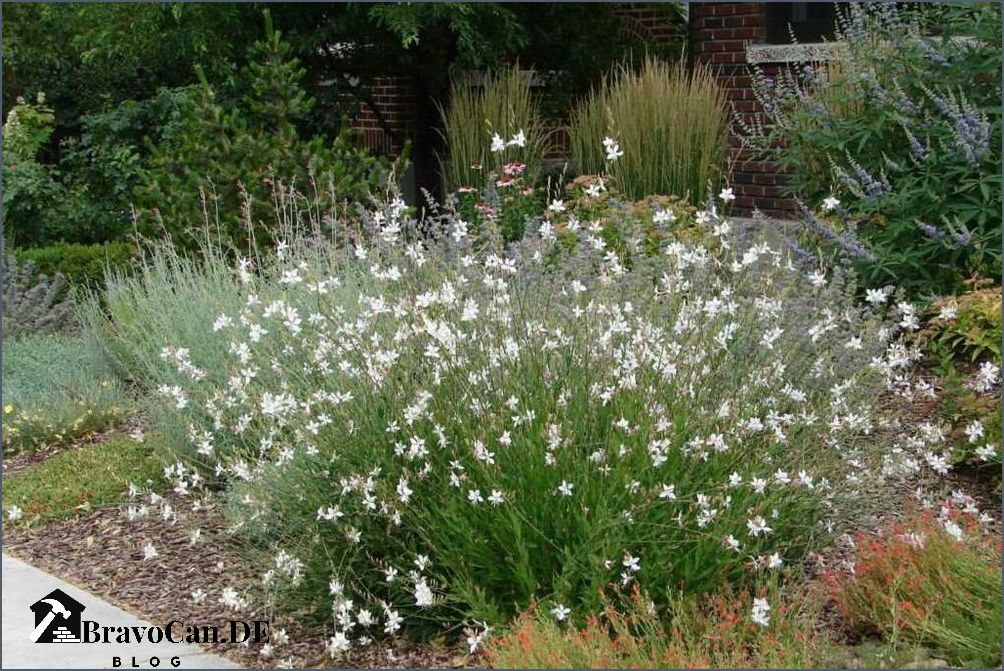Prachtkerze im Kübel Pflege Standort und Tipps | Gartenexperte