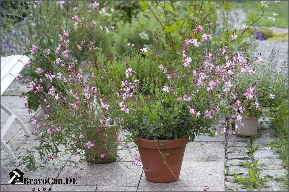 Prachtkerze im Kübel Pflege Standort und Tipps | Gartenexperte