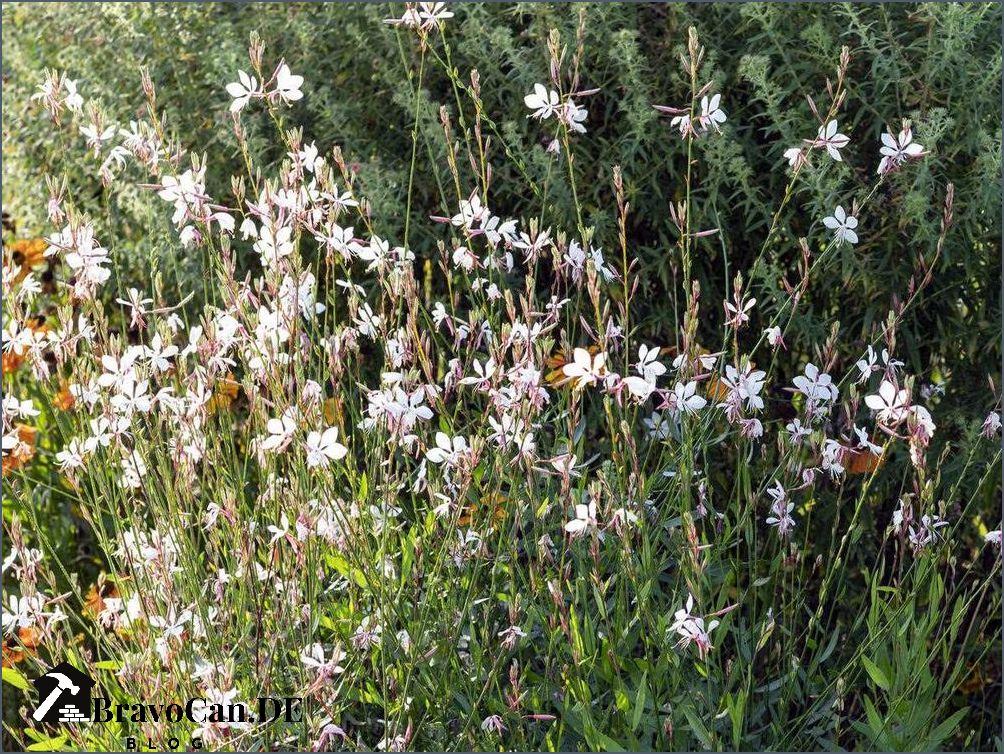 Prachtkerze im Kübel Pflege Standort und Tipps | Gartenexperte