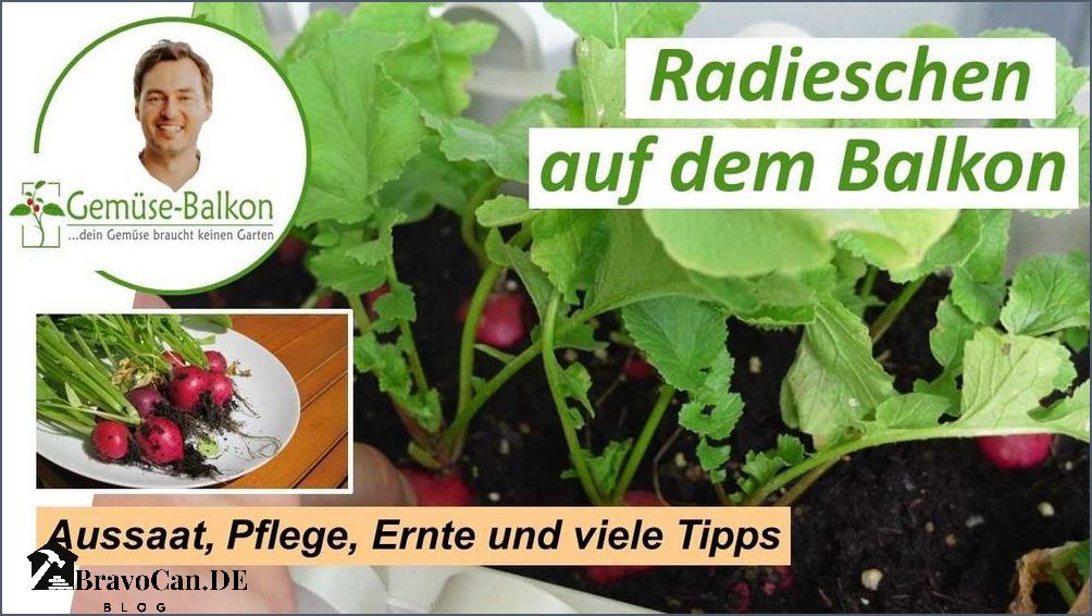 Radieschen pflanzen auf dem Balkon Tipps und Tricks Radieschen pflanzen auf dem Balkon Tipps und Tricks