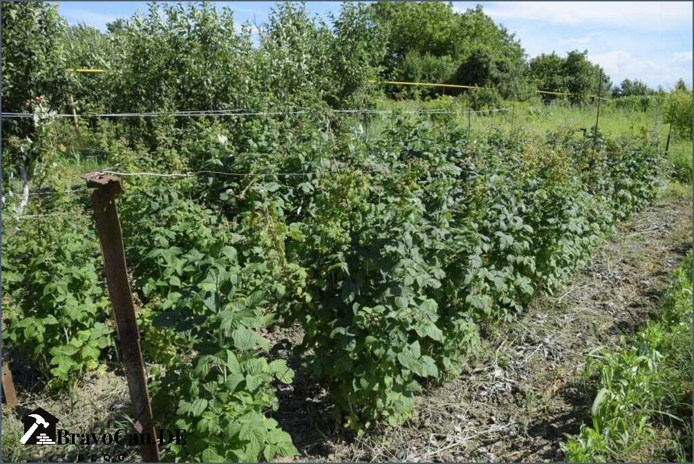 Rankhilfe Himbeeren kaufen Tipps und Empfehlungen für das perfekte Rankgitter Rankhilfe Himbeeren kaufen Tipps und Empfehlungen für das perfekte Rankgitter