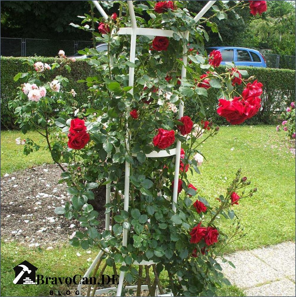 Rankhilfe Rosen Hauswand Tipps für das Wachstum und die Pflege Rankhilfe Rosen Hauswand Tipps für das Wachstum und die Pflege