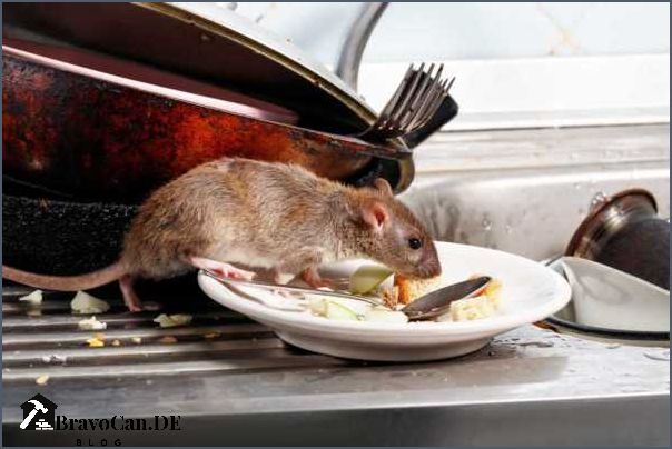 Ratten in der Wohnung Ursachen Vorbeugung und Bekämpfung Ratten in der Wohnung Ursachen Vorbeugung und Bekämpfung