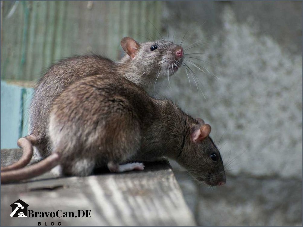 Ratten in der Wohnung Ursachen Vorbeugung und Bekämpfung Ratten in der Wohnung Ursachen Vorbeugung und Bekämpfung