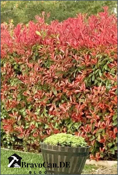 Red Robin Hecke Alles was Sie über diese beliebte Heckenpflanze wissen müssen Red Robin Hecke Alles was Sie über diese beliebte Heckenpflanze wissen müssen