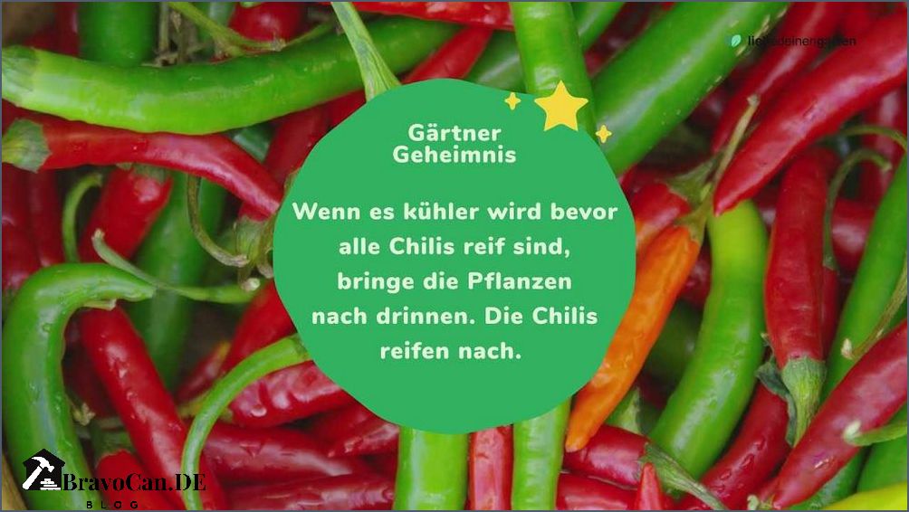 Reife Chilis ernten Tipps und Tricks für eine erfolgreiche Ernte