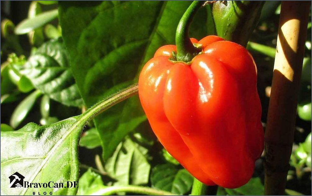 Reifen Paprika nach - Tipps und Tricks für die perfekte Zubereitung