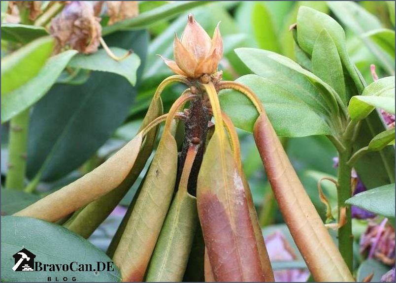 Rhododendron Krankheiten Bilder und Behandlungstipps Rhododendron Krankheiten Bilder und Behandlungstipps