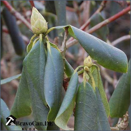 Rhododendron lässt Blätter hängen Ursachen und Lösungen Rhododendron lässt Blätter hängen Ursachen und Lösungen