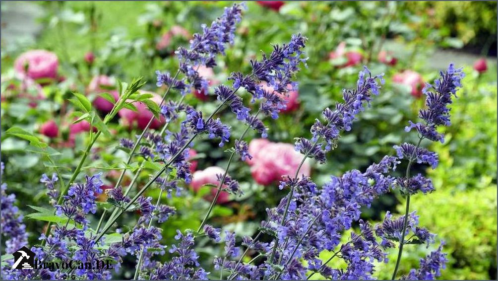 Rosen unterpflanzen mit Bodendeckern - ein Leitfaden für schöne Beete