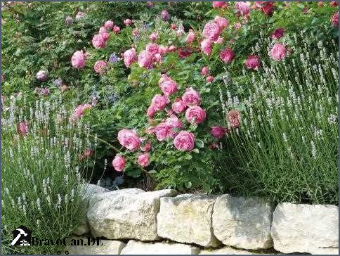 Rosen unterpflanzen mit Bodendeckern - ein Leitfaden für schöne Beete