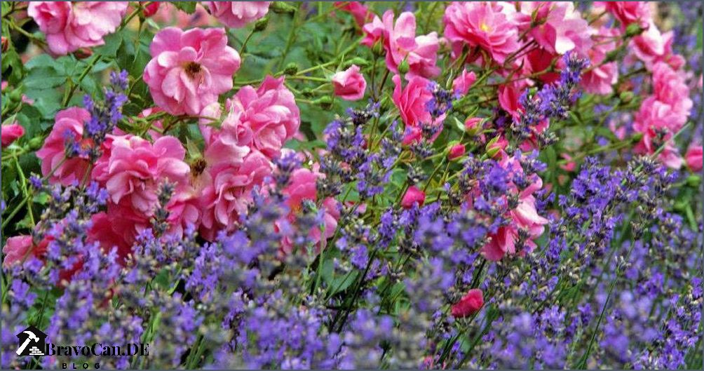 Rosen unterpflanzen mit Bodendeckern - ein Leitfaden für schöne Beete