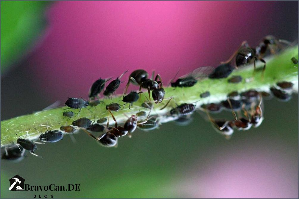 Rosenbegleiter gegen Läuse - effektive Methoden zur Schädlingsbekämpfung