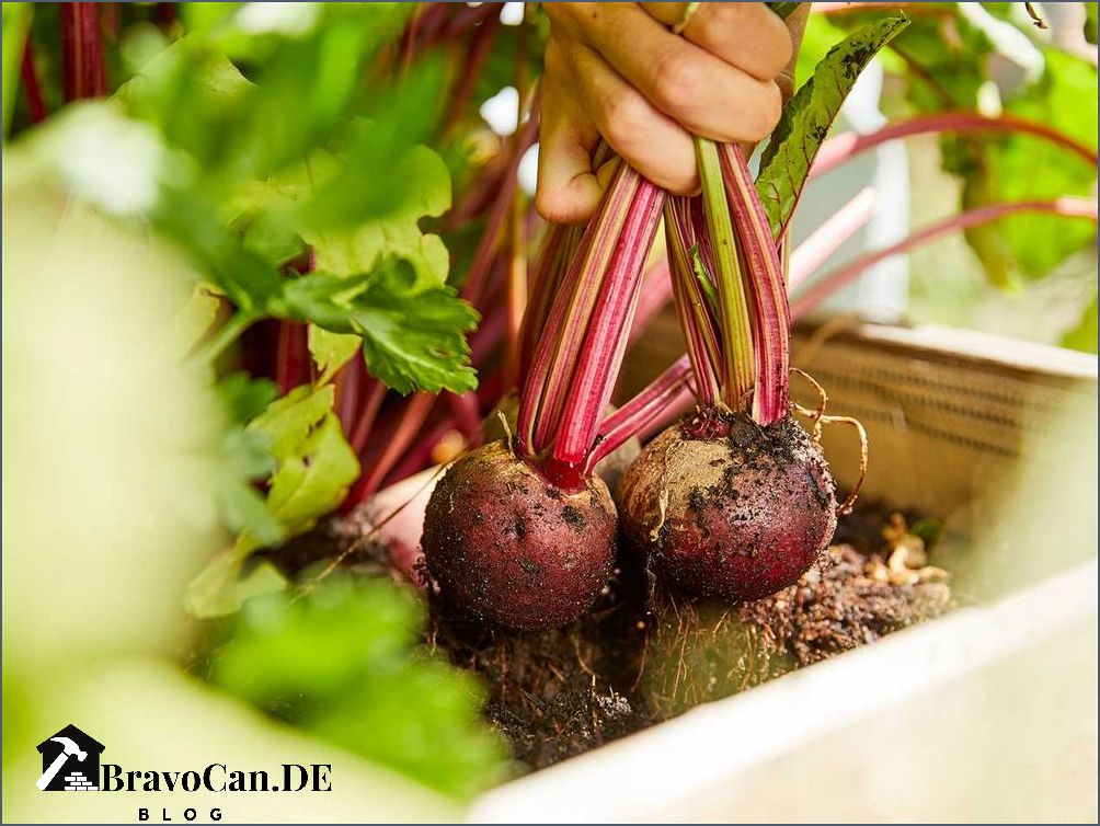 Rote Bete Frost Tipps zur Lagerung und Verwendung