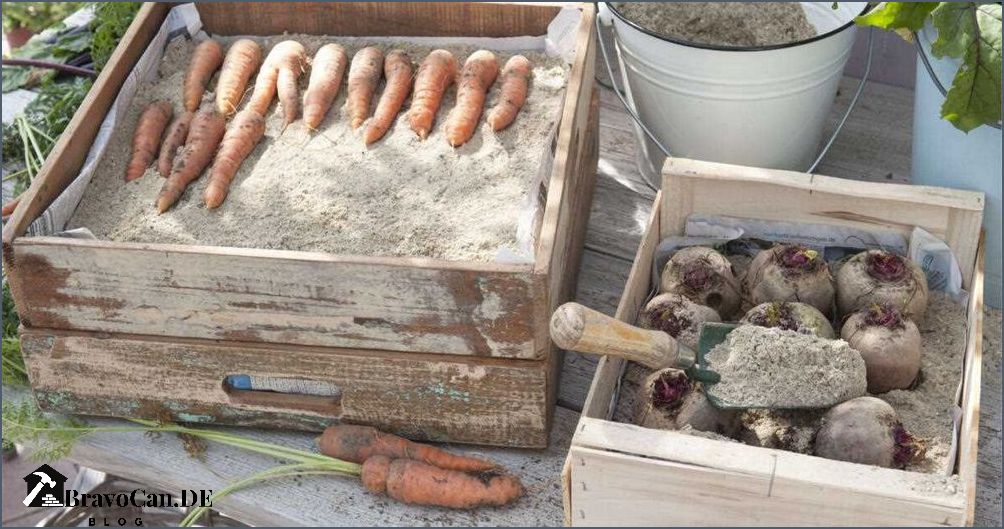 Rote Bete Frost Tipps zur Lagerung und Verwendung