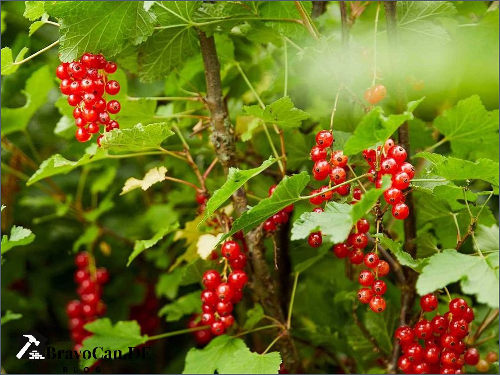 Rote Johannisbeeren Häufige Krankheiten und ihre Behandlung