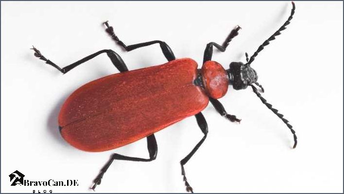 Rote kleine Käfer Alles was du über diese Insekten wissen musst